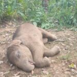 डोंगरगढ़ मंदिर पंचमी पूजा विवाद : आदिवासी समाज का महाबंद 15 नवंबर को, राजकुमार भवानी बहादुर सिंह ने मांगी परिवार के लिए सुरक्षा…